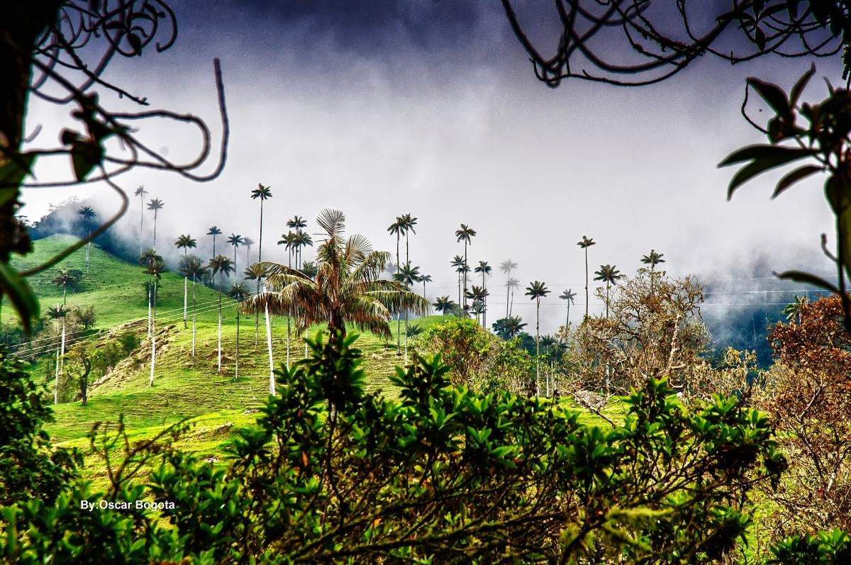 Palmas de cera del Valle de Cocora entre montañas verdes