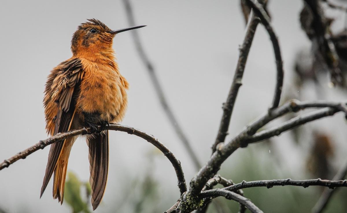 Colibrí cobrizo posado sobre una rama