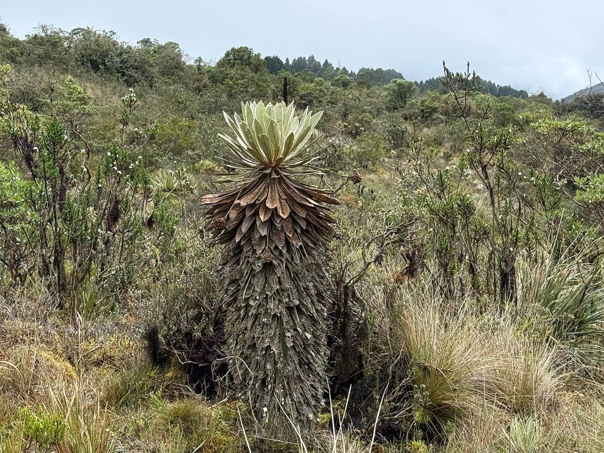 Frailejón de hojas plateadas en medio del páramo